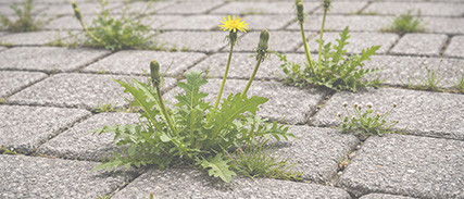 Co jest najlepsze na chwasty w kostce brukowej?